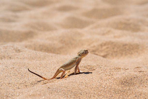 istock desert lizard toadhead agama among the sand on the dune of Sarykum 1404055871