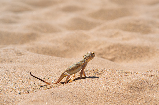desert lizard toadhead agama among the sand on the dune of Sarykum