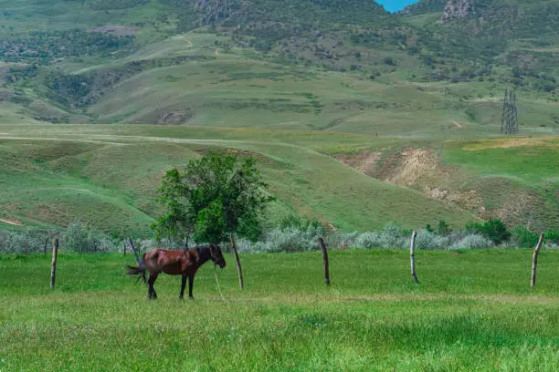 pasture in a mountain valley with a grazing horse