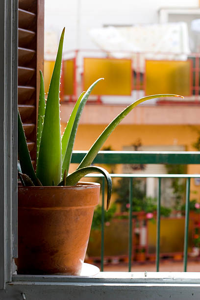 window and cactus stock photo