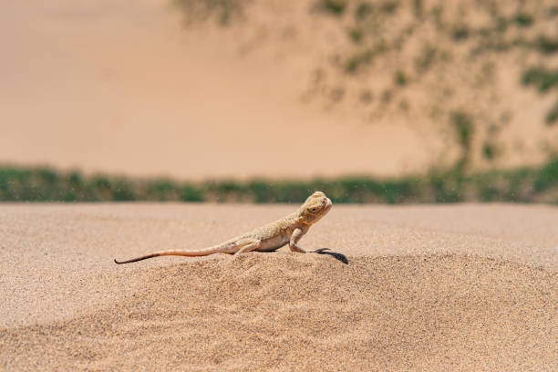 istock desert lizard secret toadhead agama (Phrynocephalus mystaceus) on the sand dune of Sarykum 1404056136