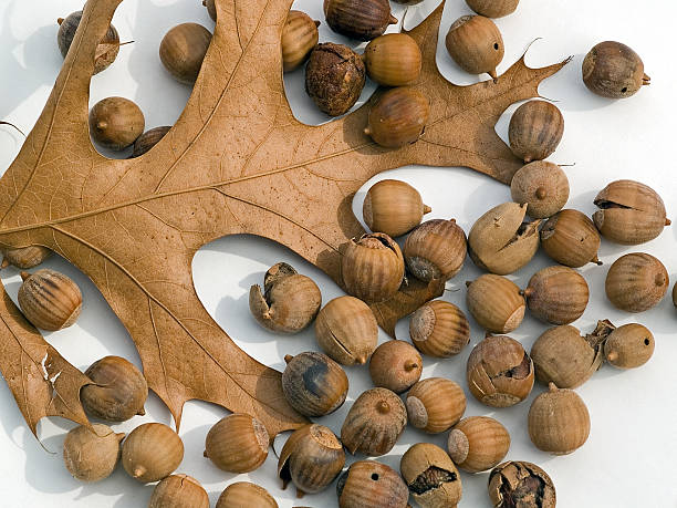Winter acorns stock photo