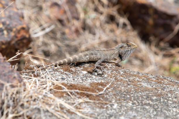 istock Oriental garden lizard, eastern garden lizard, Indian garden lizard (Calotes versicolor), an agamid lizard observed near Satara 1404057218