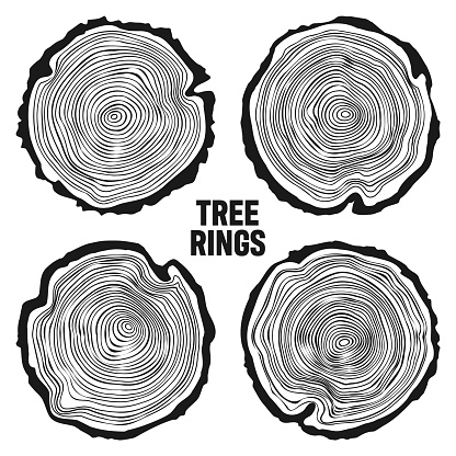 Round tree trunk cuts, sawn pine or oak slices, lumber. Saw cut timber, wood. Wooden texture with tree rings. Hand drawn sketch. Vector illustration.