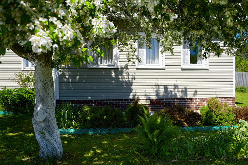 Windows of a country house in the branches of a flowering apple tree.