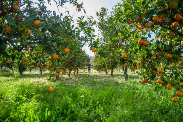 Man Walking Trough a Orange Orchard in Greece
