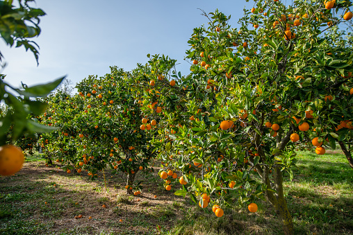 Oranges Organic Agriculture in Greece