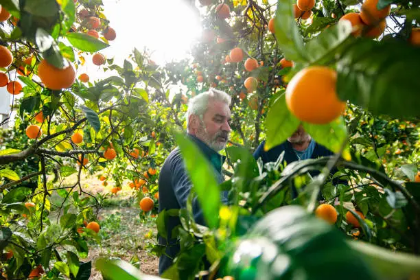 Greek mature Man Orange Trees Orchard Owner Picking Up Some Fresh Fruits for Tourists