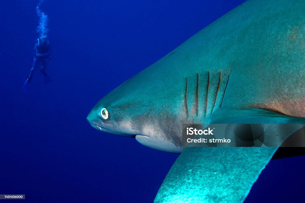 Come to daddy Shark and diver Africa Stock Photo