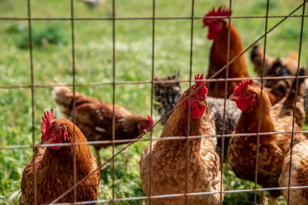 istock Brown Chickens in an Open Air Farm 1404060532