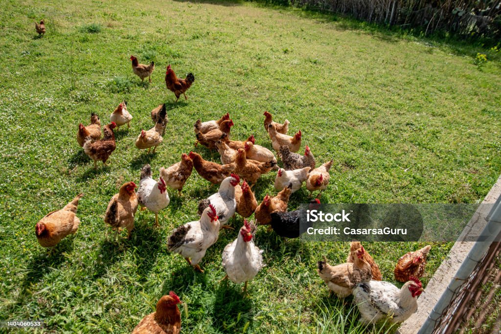 Free Range Chicken Coop Farm-To-Table Stock Photo