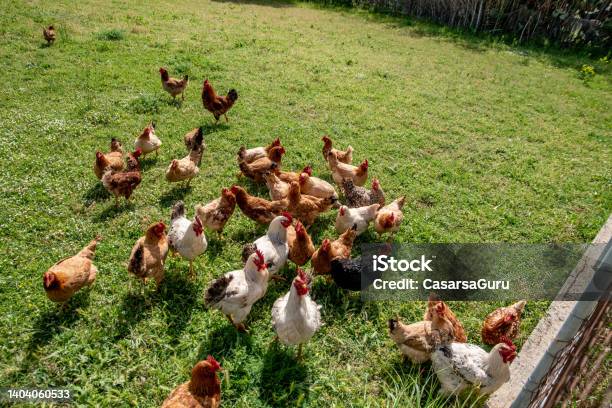 Free Range Chicken Coop Stock Photo - Download Image Now - Farm-To-Table, Chicken - Bird, Freedom