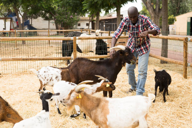 istock Smiling african american male proffesional farmer feeds  sheeps 1404060775