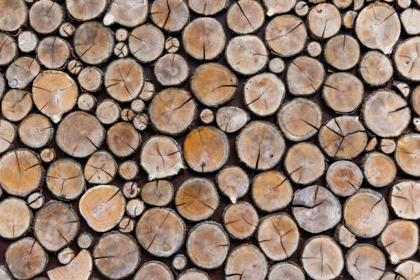 istock Background of round dry wooden cuts 1404060935