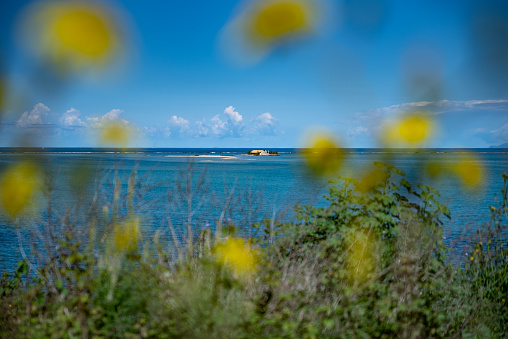 Springtime Low Angle View Trough yellow Flowering Meadow on a Beach in Greece