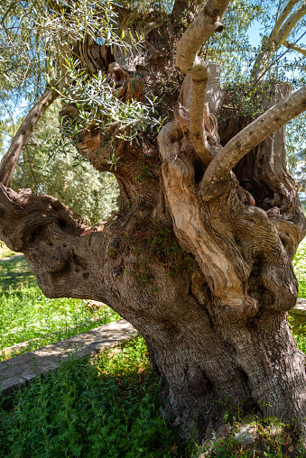 An Ancient Greek Olive Tree Close up