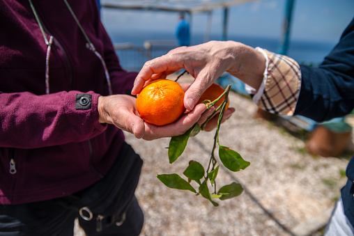 Close Up of Mature Friends hands Sharing Some organic Orange Fruits between Them on a Springtime Journey on Coasts of Lefkada Island in Greece