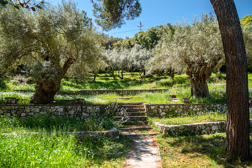 An Ancient Olive tree Grove in Springtime Greece
