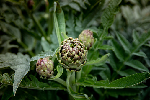 Artichokes Plant and Flower Growing Close Up Full frame in Greece