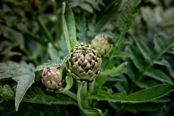 artichokes plant and flower growing close up full frame in greece - greek islands greece day full frame imagens e fotografias de stock