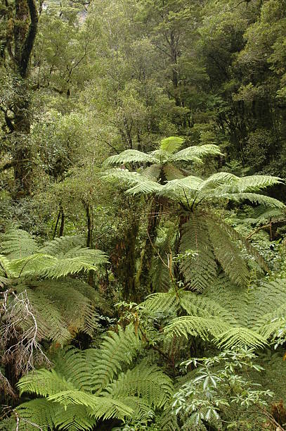 istock Ferns in New Zealand 140406109