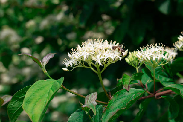 istock A bee pollinates delicate fragrant white flowers on an ornamental black elderberry bush 1404061418