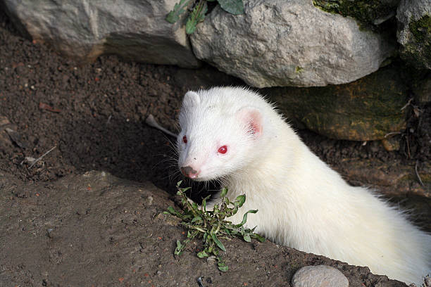 istock Albino ferret coming from the hole 140406145