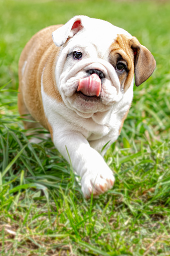 A cute puppy running on the grass is an English bulldog. A thoroughbred dog. Pets.