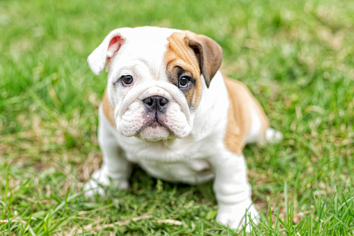 A cute puppy sitting in the grass is an English bulldog. A thoroughbred dog. Pets.