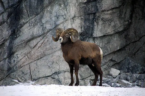 Photo of bighorn ram