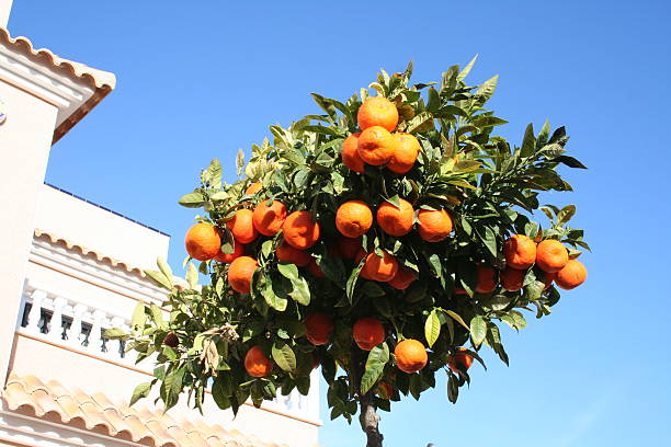 istock Tangerine tree on pavement in Spain 140406511