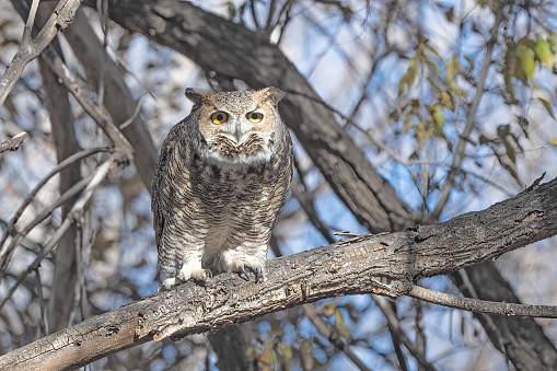 Great Horned Owl looking forward in mountain forest of Colorado in western USA.