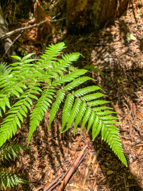 tree fern grotto, à orakei korako geothermal park & cave at hidden valley, taupo, nouvelle-zélande - cave fern flowing forest photos et images de collection