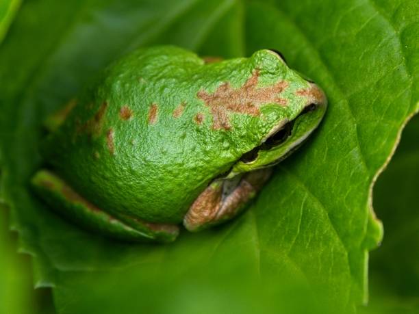 Tree frog stock photo