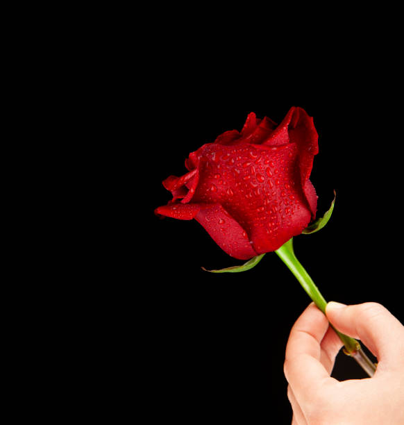 istock image of one red rose flower rain drops hand dark background 1404066746