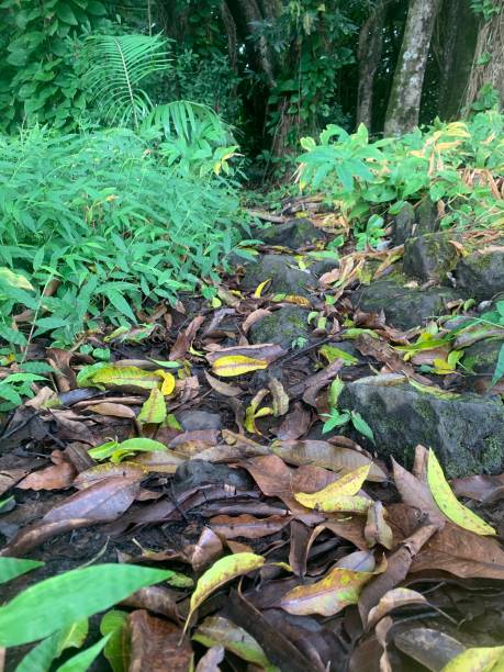 istock Tropical landscape, trail with leaves 1404067655