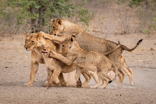 A group of playful young lions from the local pride, very happy together.