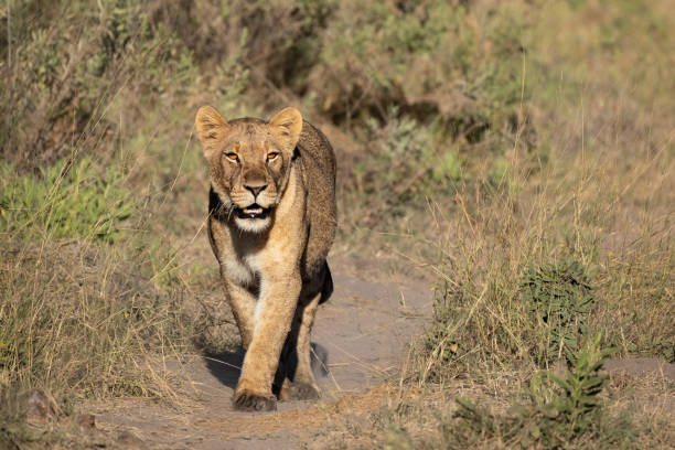 istock African Lion on the hunt 1404067675