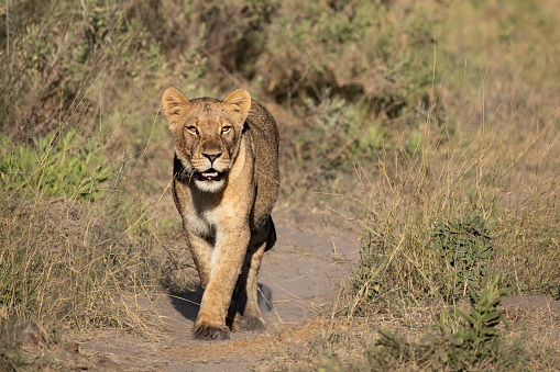 A female lion close up photo in nature