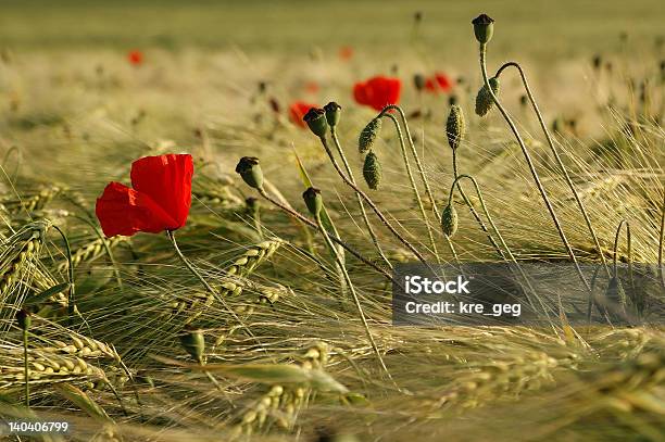 Poppies とトウモロコシ - イングランドのストックフォトや画像を多数ご用意 - イングランド, 農村の風景, イタリア