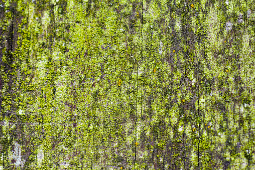 tree bark macro