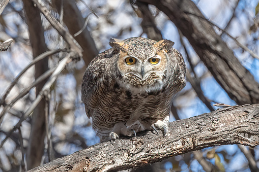 Great Horned Owl preparing to fly in mountain forest of Colorado in western USA.