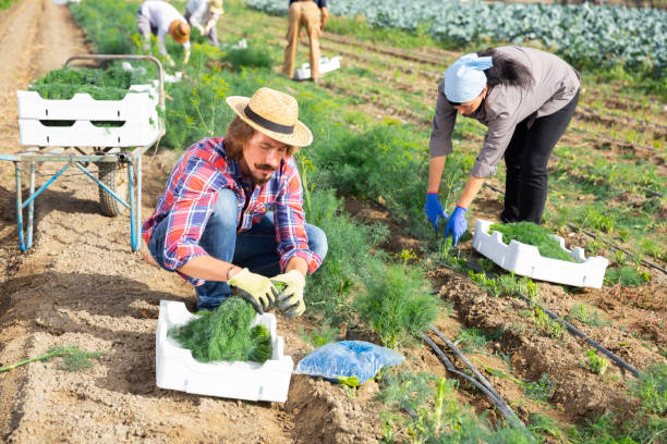 istock Focused farmer harvesting green dill on vegetable plantation 1404068911