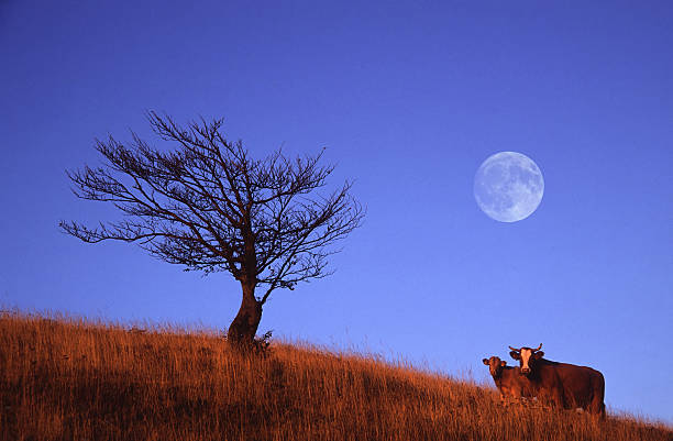 cow,calf and full moon stock photo