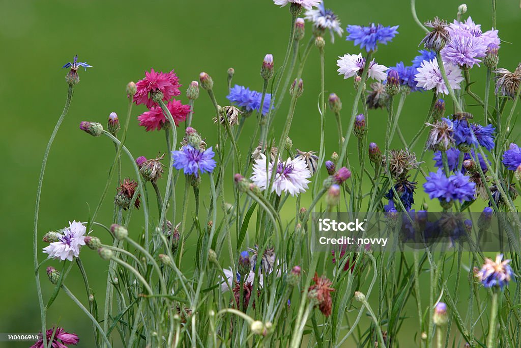 Blumen - Lizenzfrei Auslage Stock-Foto