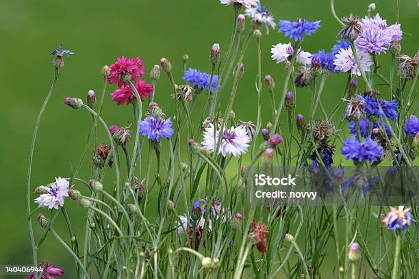 Blumen Stockfoto und mehr Bilder von Auslage - Auslage, Aussicht genießen, Blatt - Pflanzenbestandteile