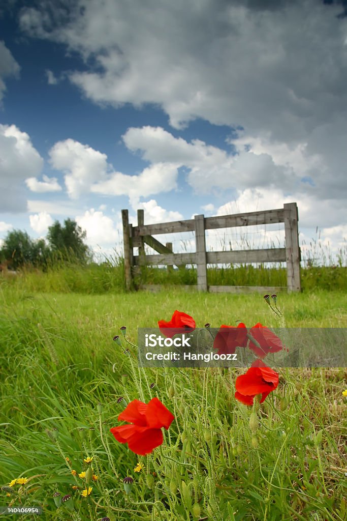 poppies - Foto de stock de Agricultura libre de derechos