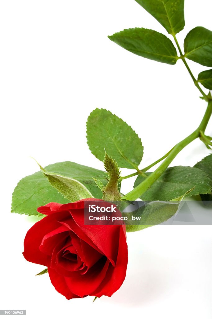 Valentine rose - Lizenzfrei Abstrakt Stock-Foto