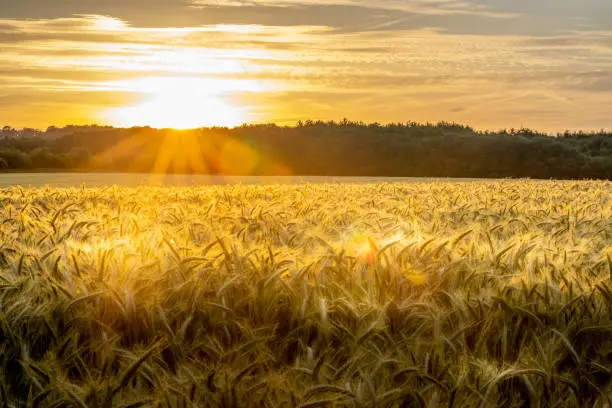 Photo of Sunset on wheat field