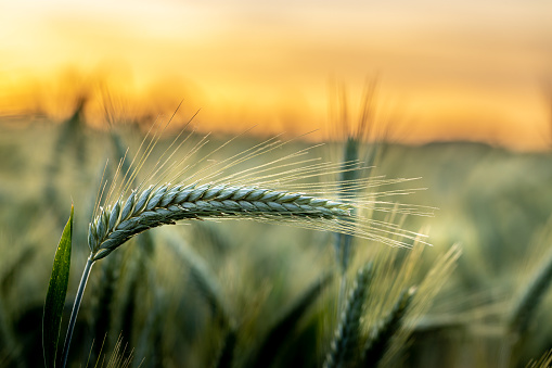 This ear of wheat is in the direction of the wind. In the background the sun is slowly setting. The contrasting colors give the picture its charm